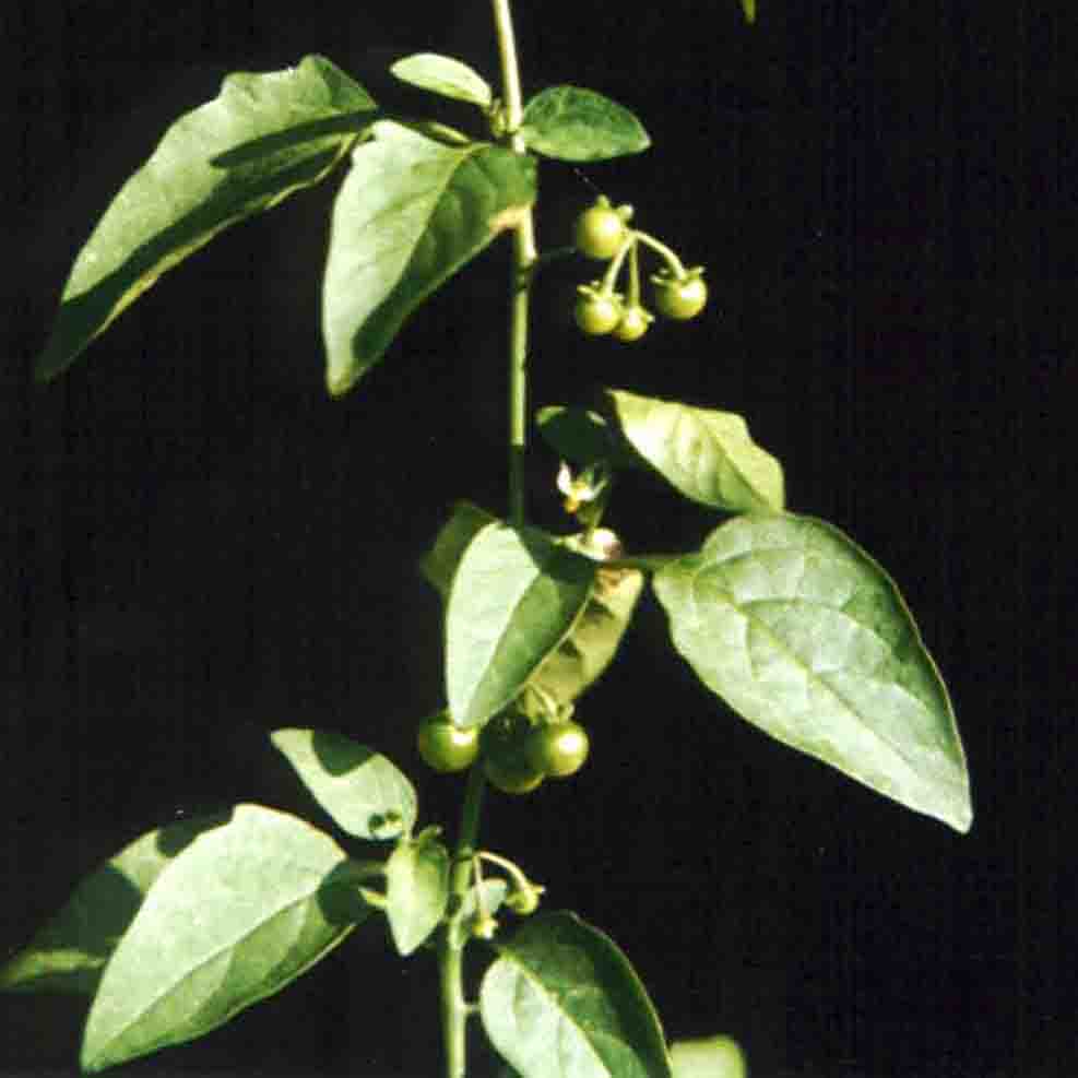 Solanum nigrum